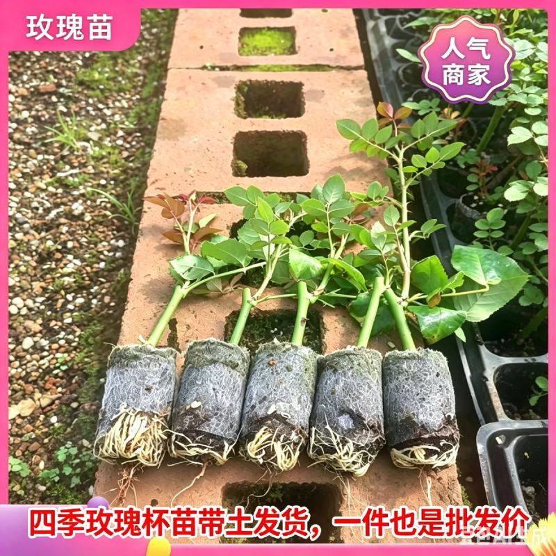 云南基地直发四季带土发货杯苗营养袋成活率高新品种杯苗