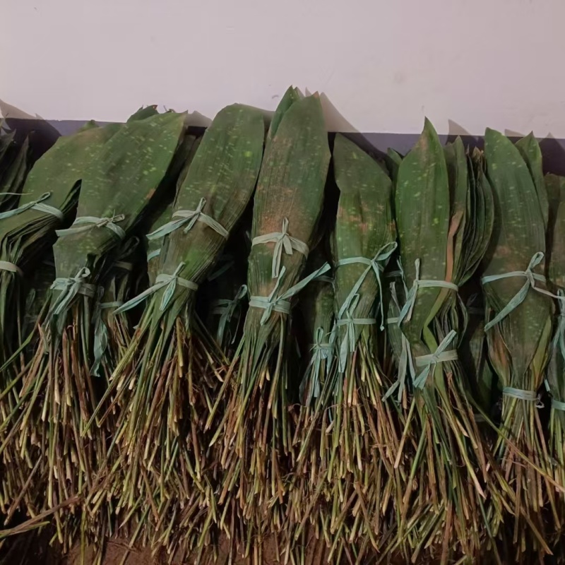 来自大山里的高山花粽叶，叶绿，味香