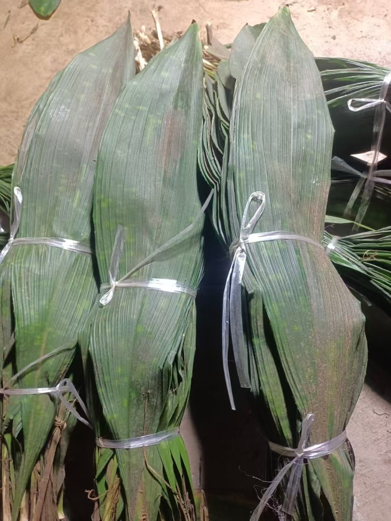 来自大山里的高山花粽叶，叶绿，味香