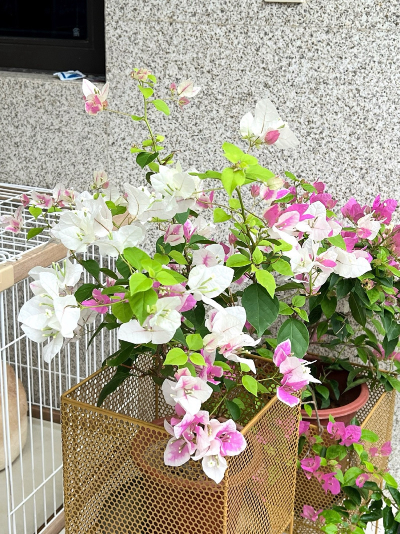 漳红樱金心双色三角梅袋苗杯苗盆栽造型提根绿化三角梅盆栽苗