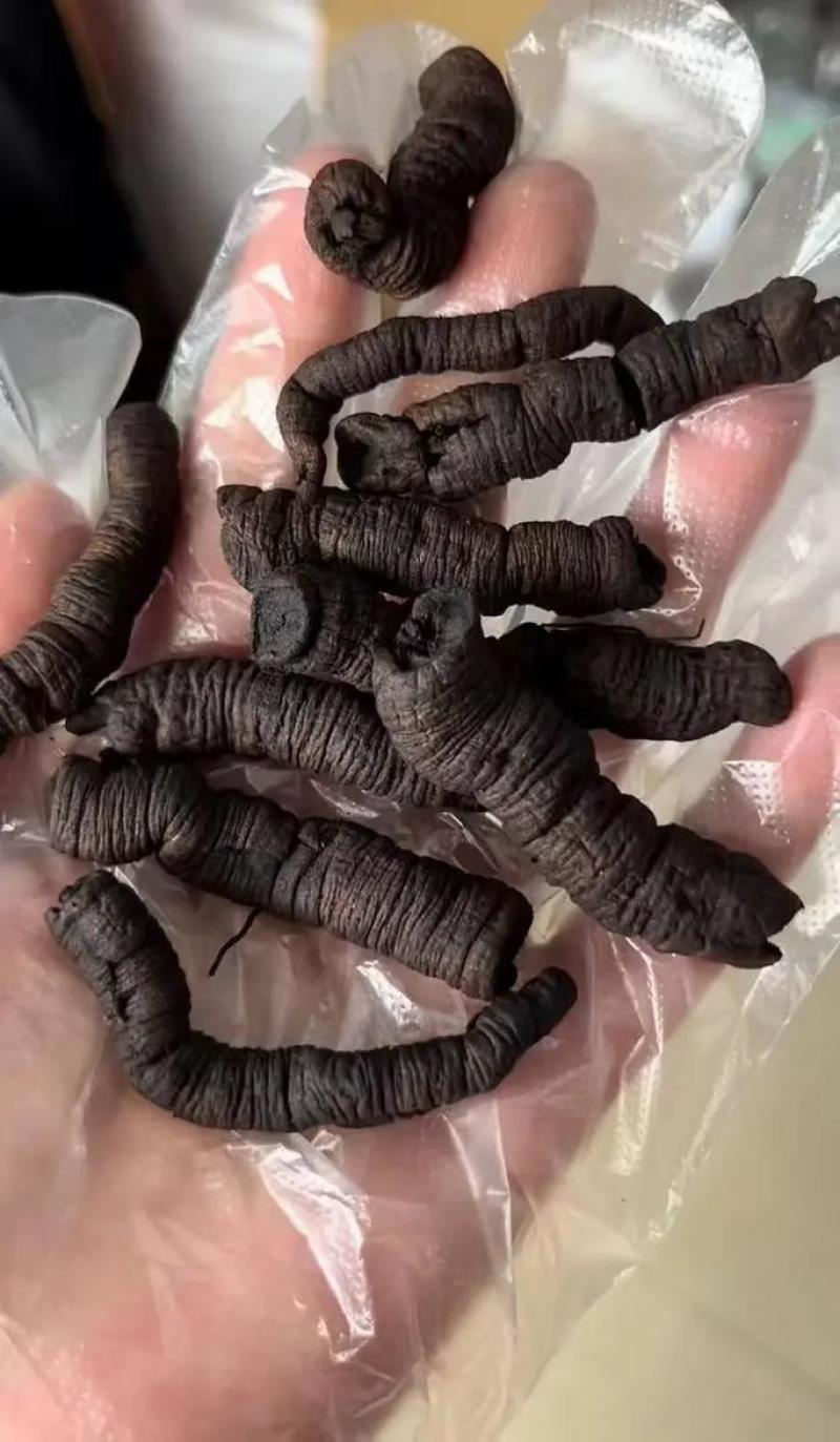 德庆巴戟天制巴戟产地直销