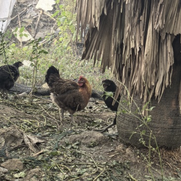 自己散养跑山鸡