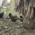 自己散养跑山鸡