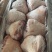 肥猪后肘8个