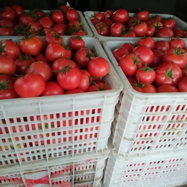 农户自己种植自然成熟
