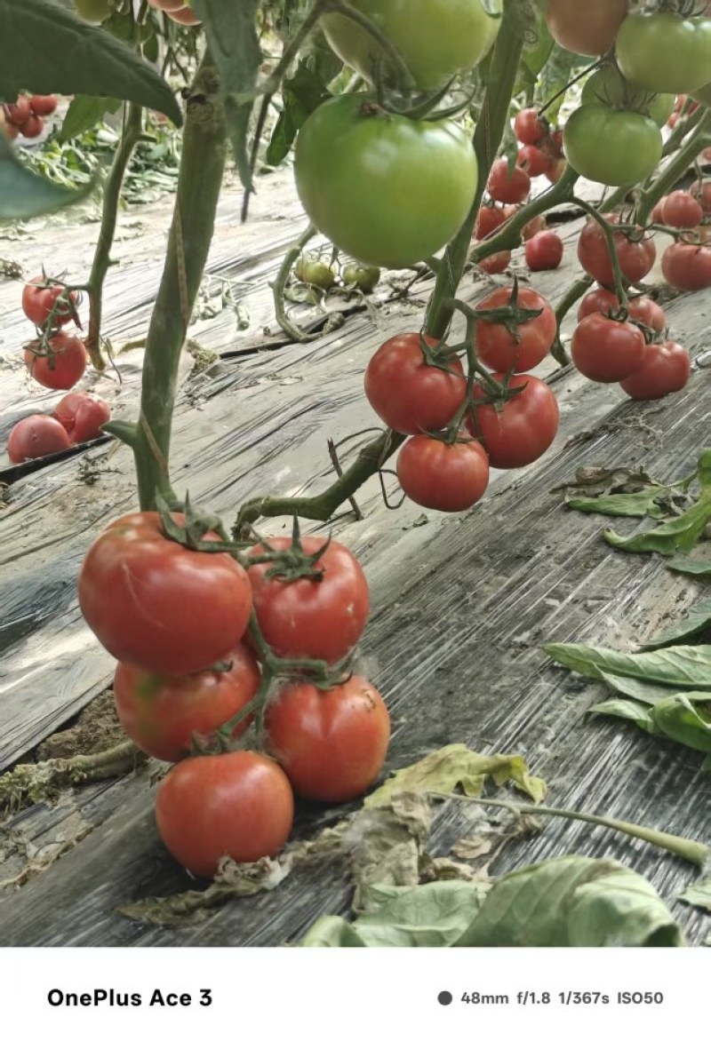 农户自己种植自然成熟