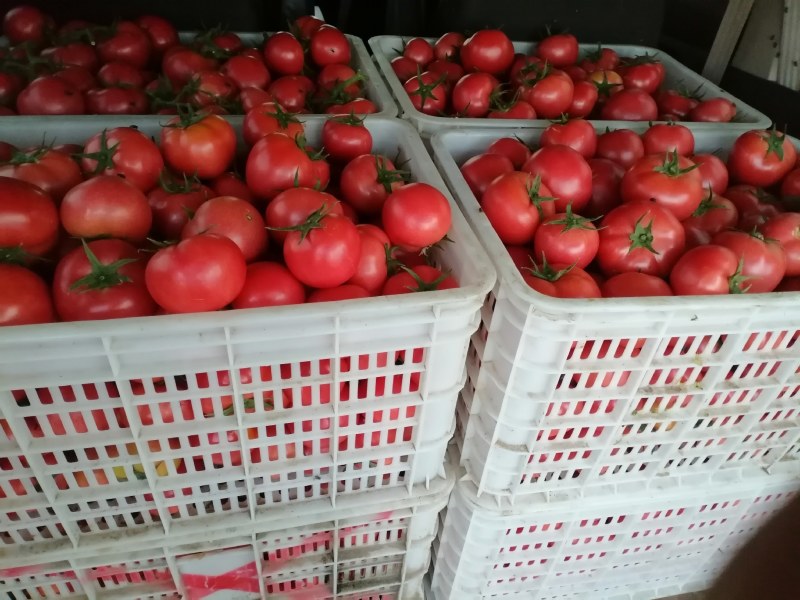 农户自己种植自然成熟