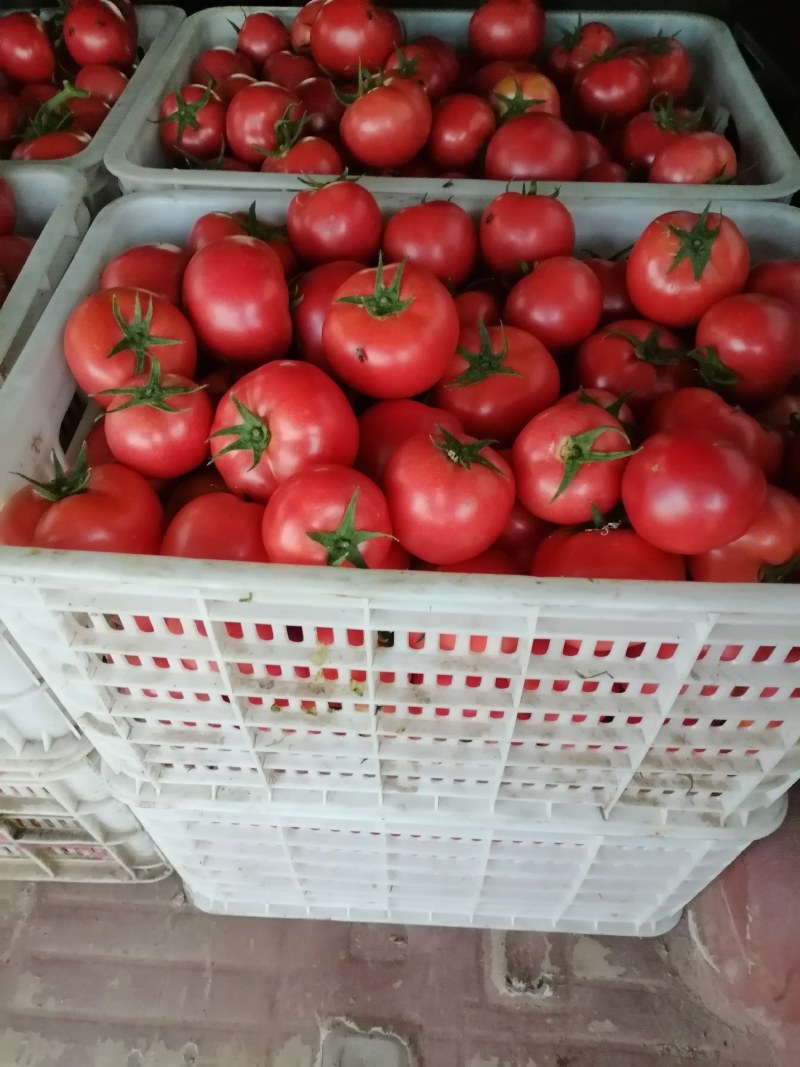 农户自己种植自然成熟