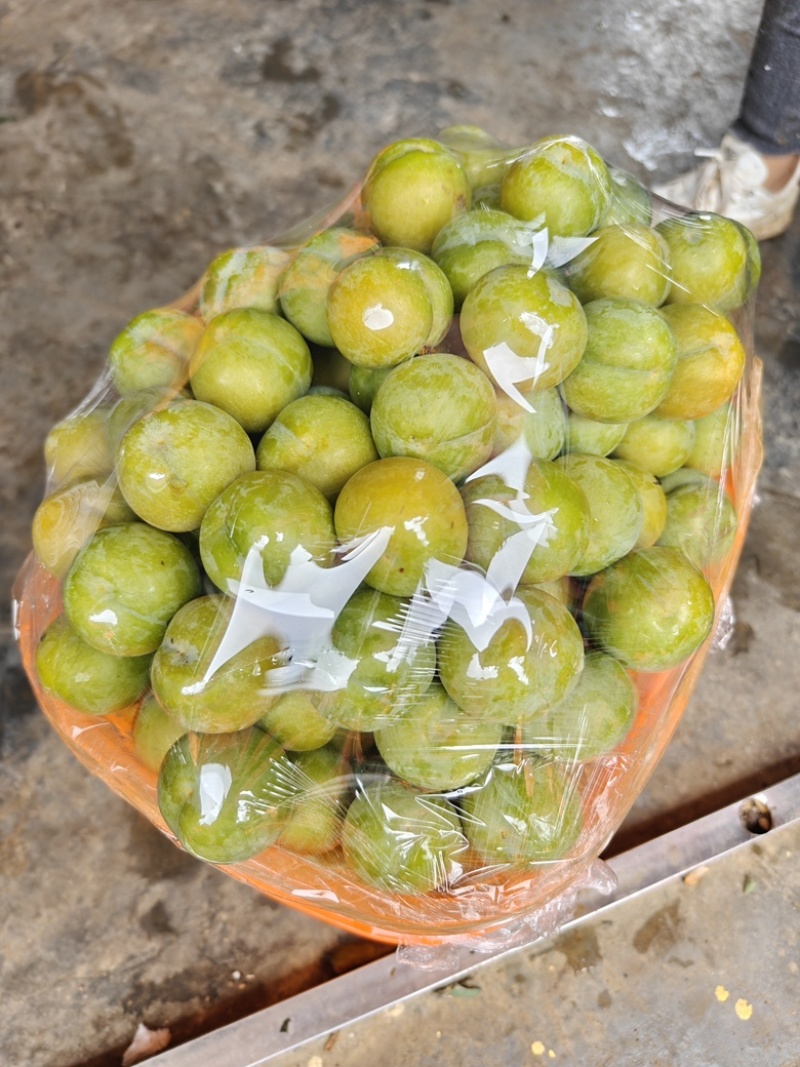 贵州六马蜂糖李，李子纯甜无酸，