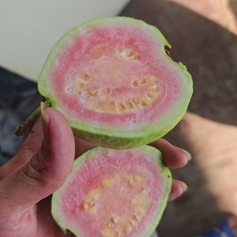 果园直供芭乐，全套打包装车流程实拍
