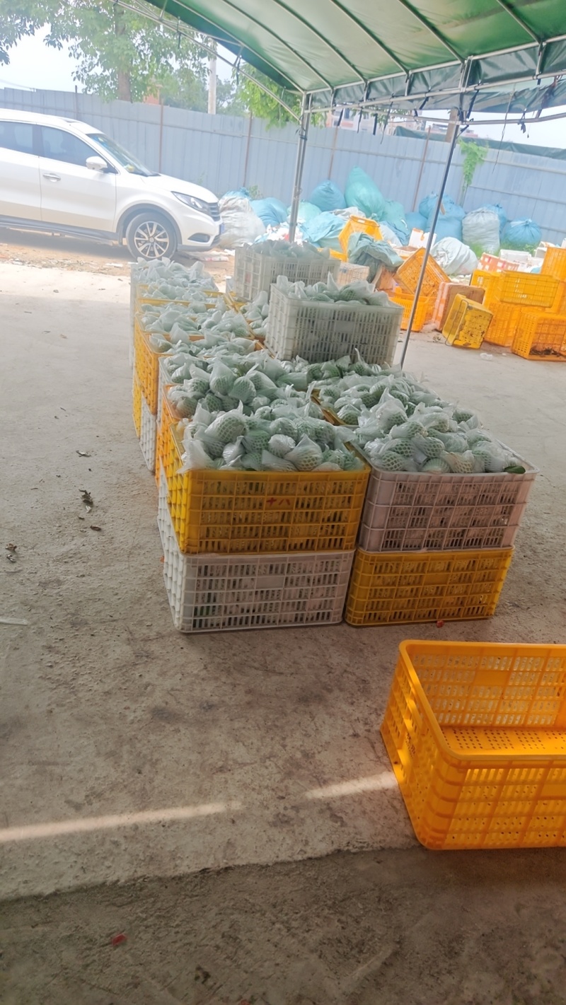 果园直供芭乐，全套打包装车流程实拍