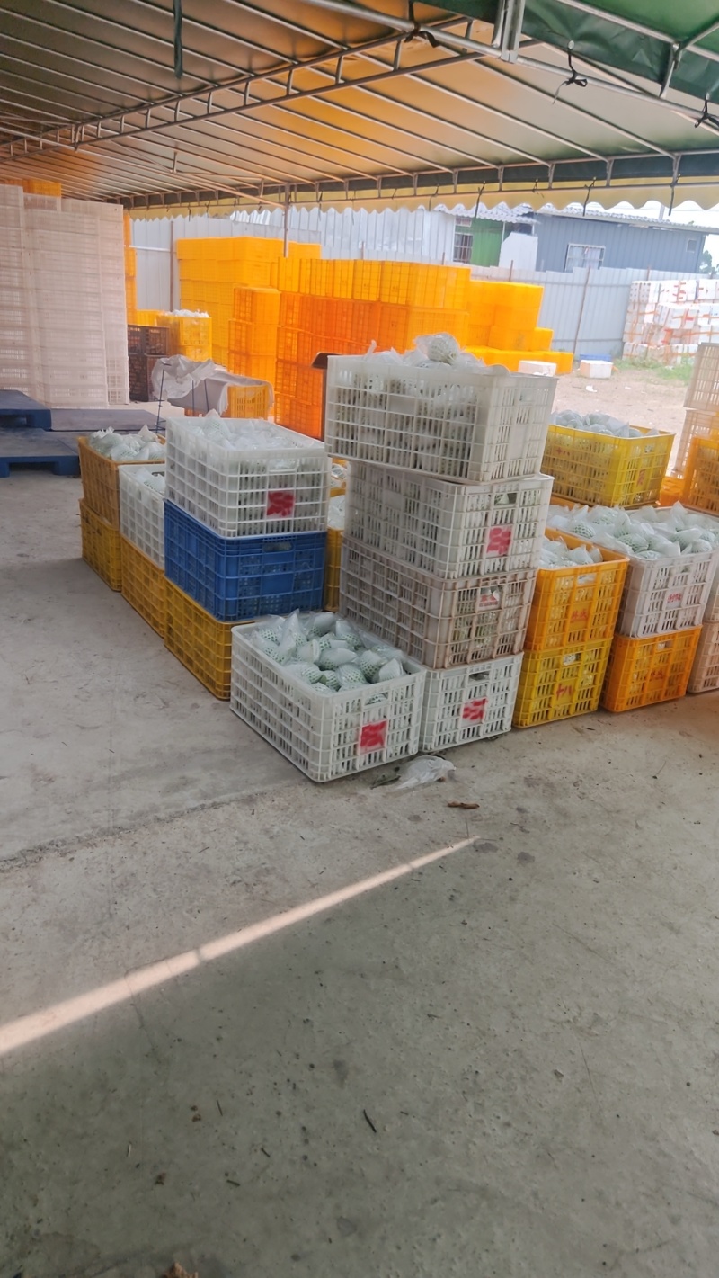果园直供芭乐，全套打包装车流程实拍