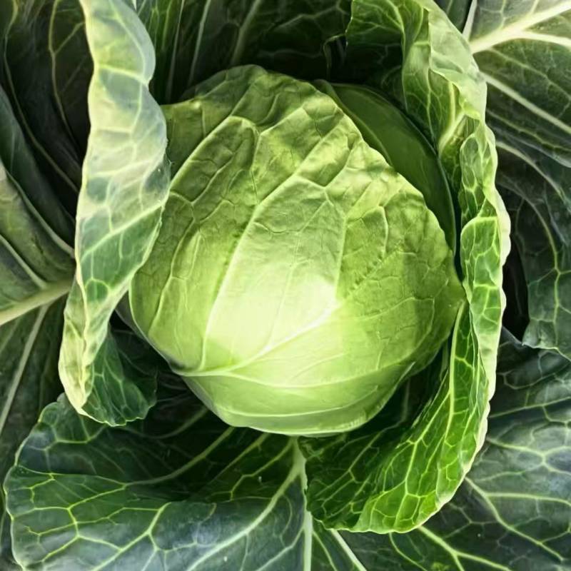 【热门】山西文水县甘蓝产地直发大量上市量大优惠圆包菜