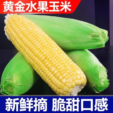 太阳花甜玉米甜玉米水果玉米产地一手货源保质保量