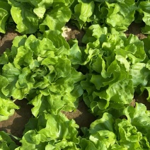 北京波士顿奶油生菜自产自销量大从优大量上货中