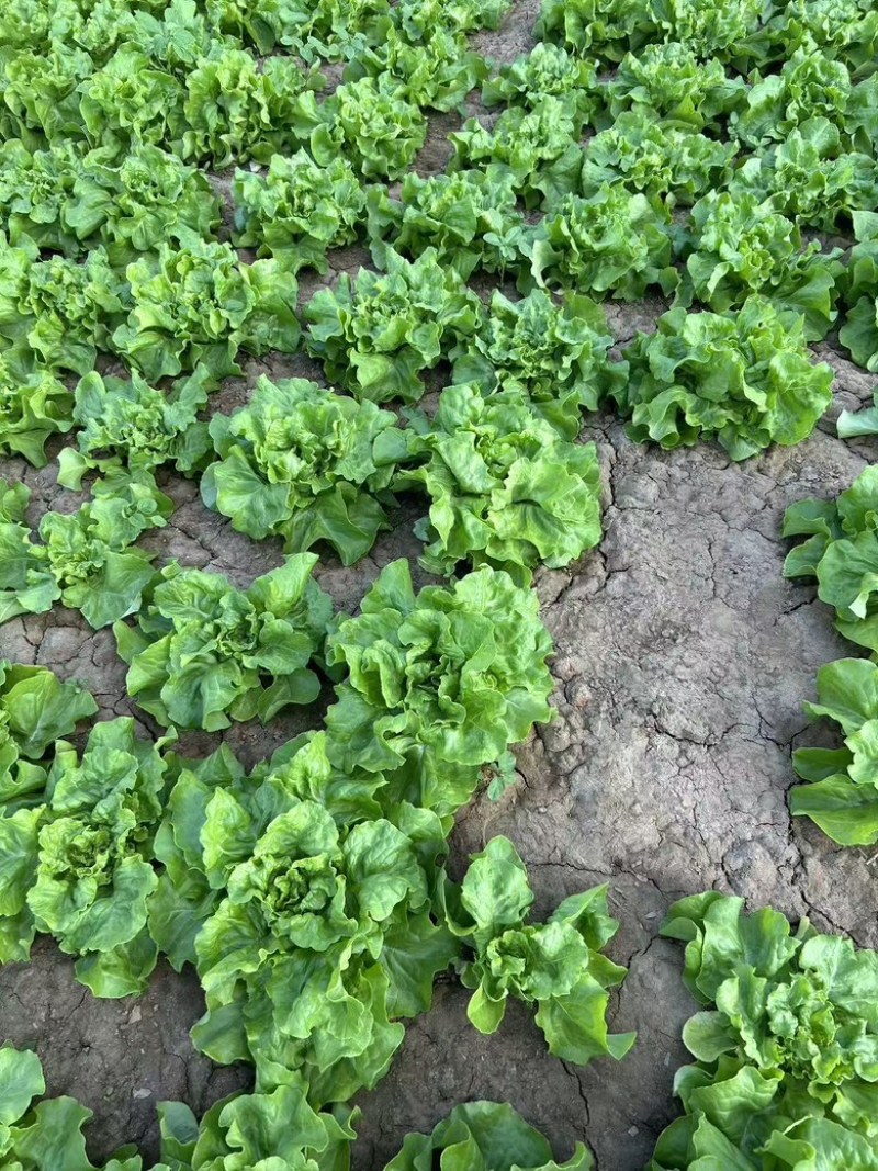 北京奶油生菜自产自销量大从优大量上货中