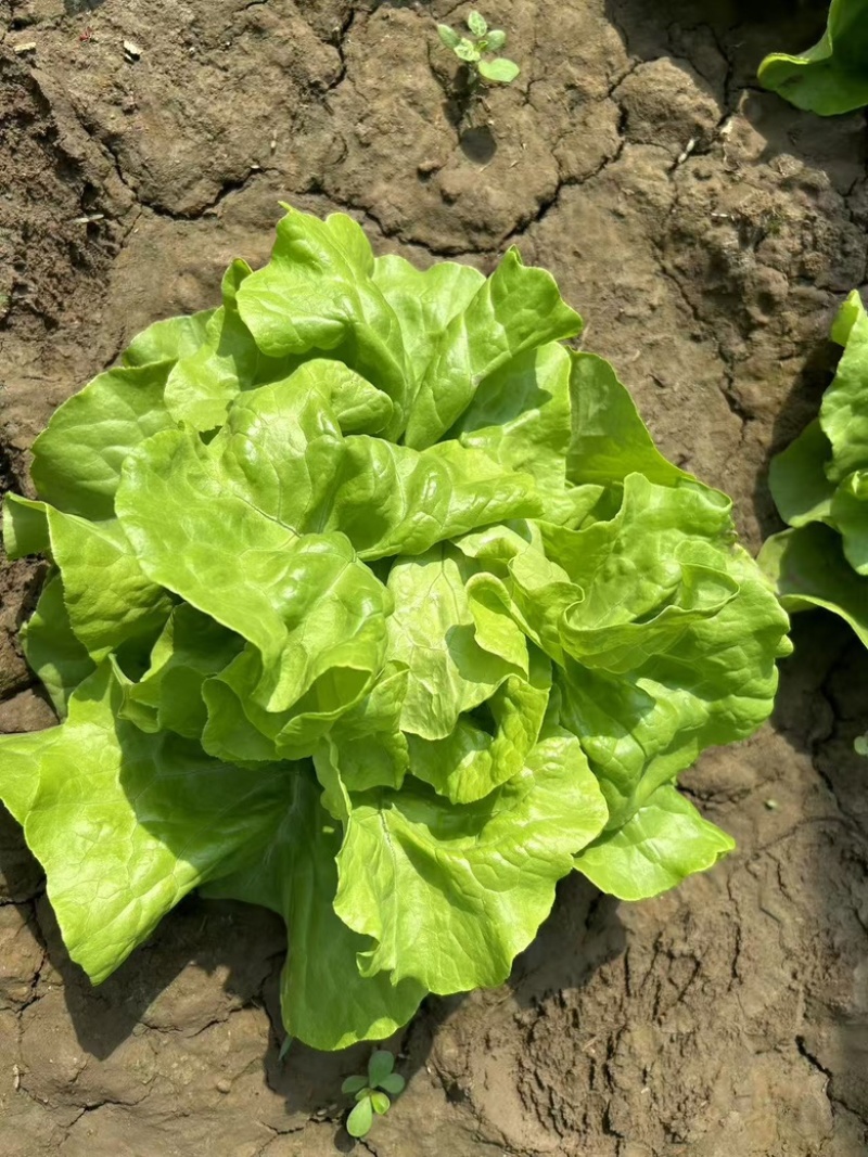 北京奶油生菜自产自销量大从优大量上货中