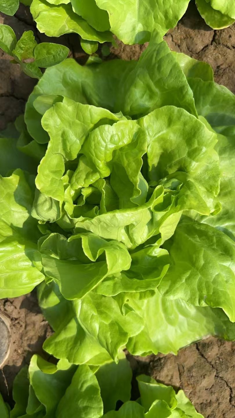 北京奶油生菜自产自销量大从优大量上货中