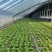 北京奶油生菜自产自销量大从优大量上货中