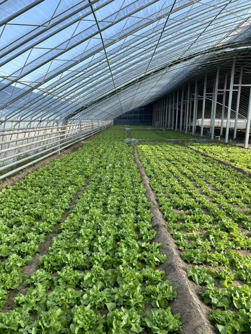 北京奶油生菜自产自销量大从优大量上货中