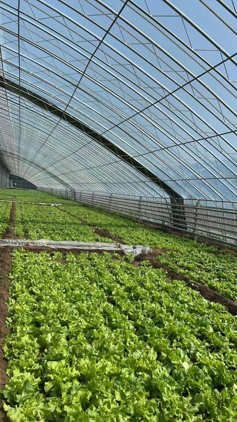北京奶油生菜自产自销量大从优大量上货中
