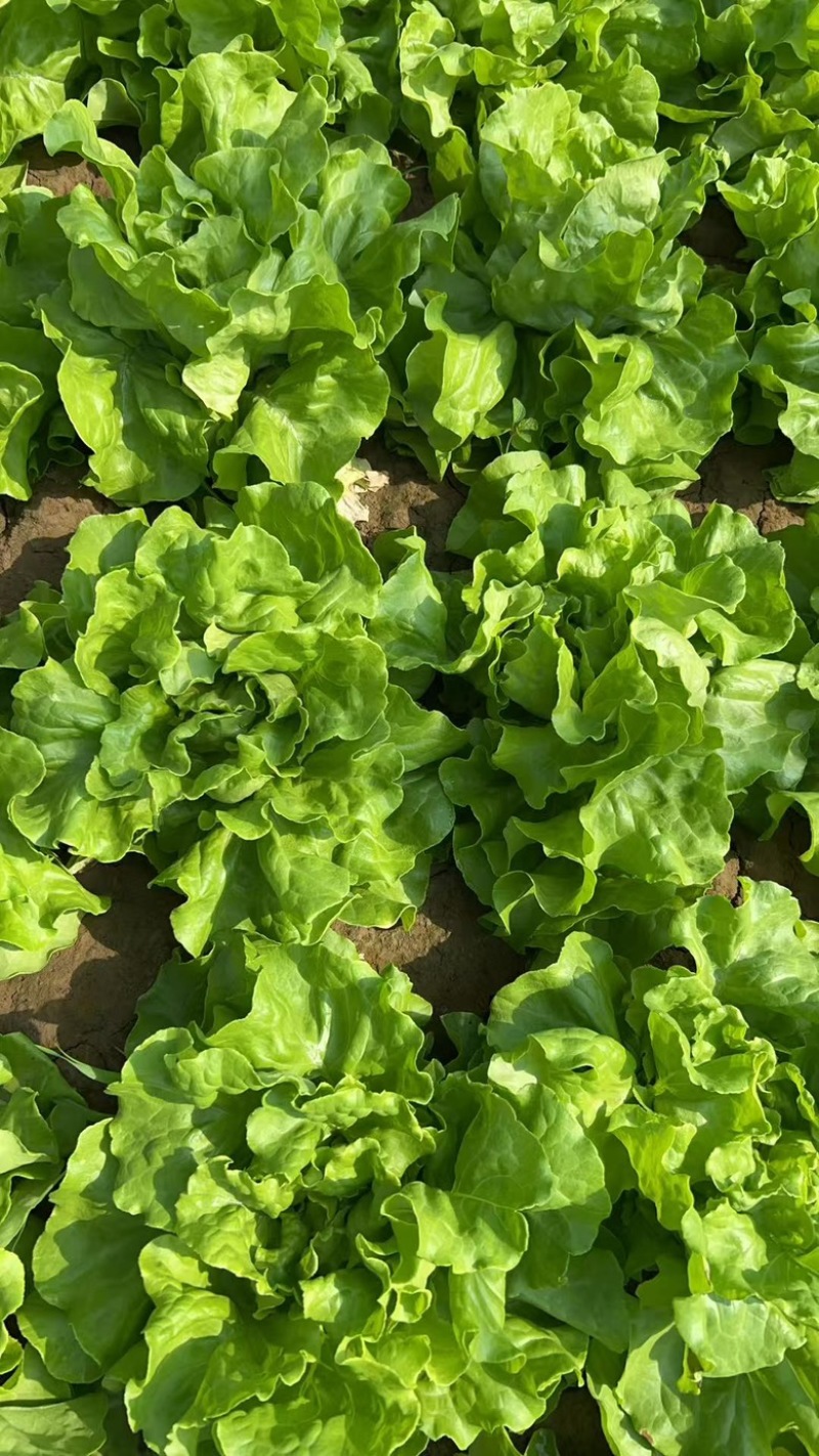 北京奶油生菜自产自销量大从优大量上货中