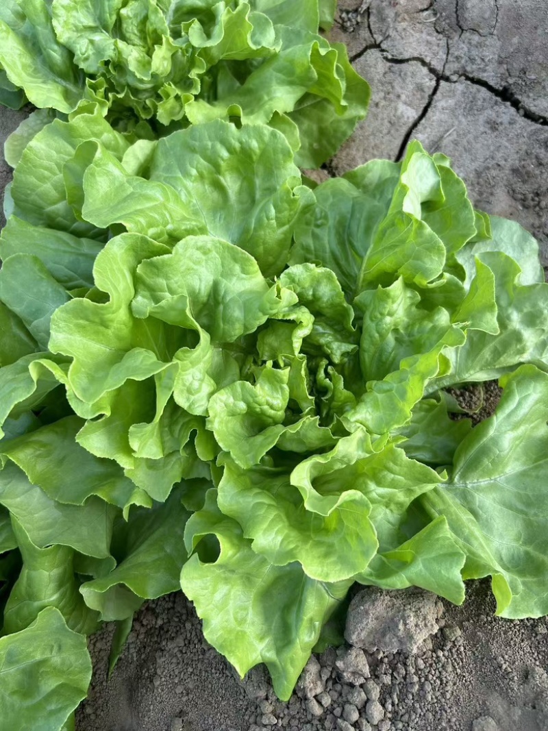 北京奶油生菜自产自销量大从优大量上货中
