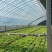 北京奶油生菜自产自销量大从优大量上货中