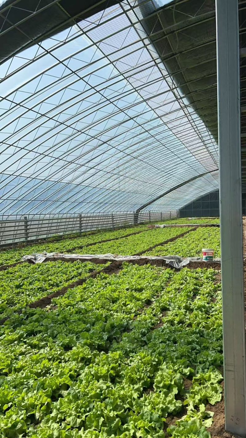 北京奶油生菜自产自销量大从优大量上货中