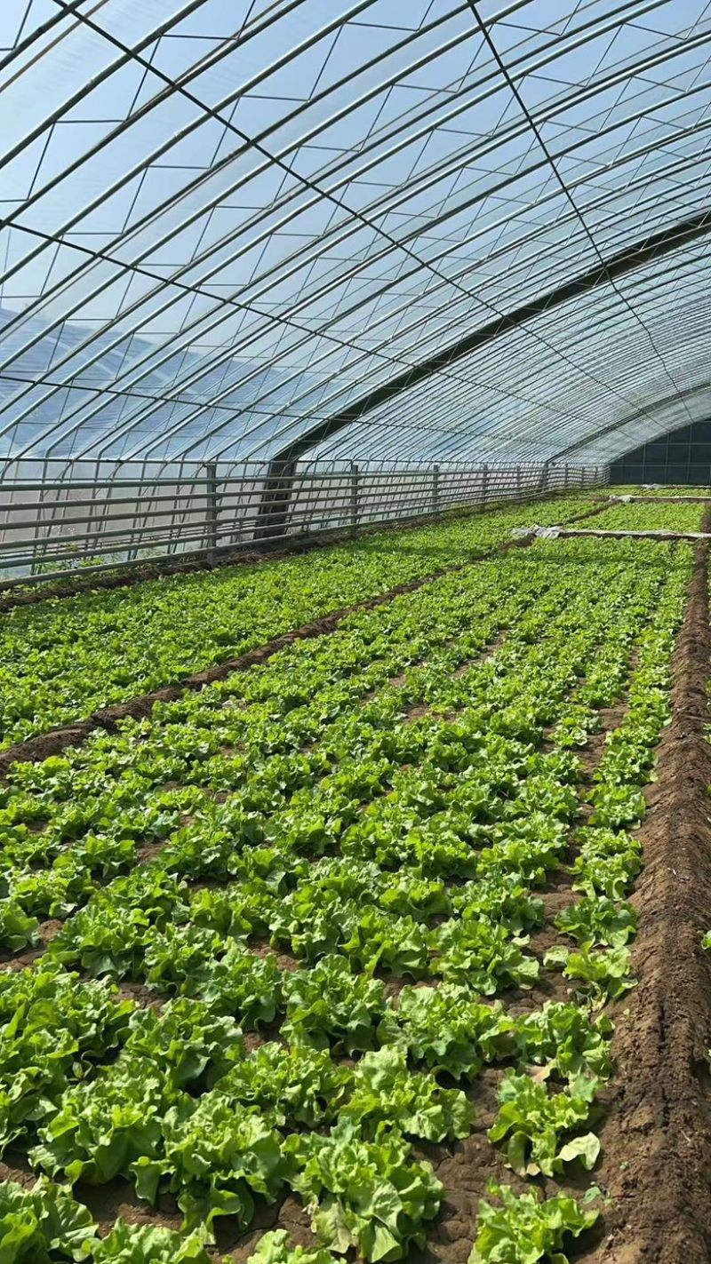 北京奶油生菜自产自销量大从优大量上货中