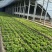 北京奶油生菜自产自销量大从优大量上货中