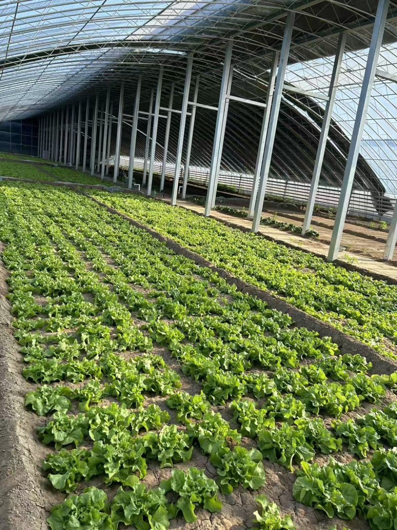 北京奶油生菜自产自销量大从优大量上货中