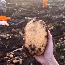 土豆\山西文水县实验一土豆\沃土5号土豆大量上市