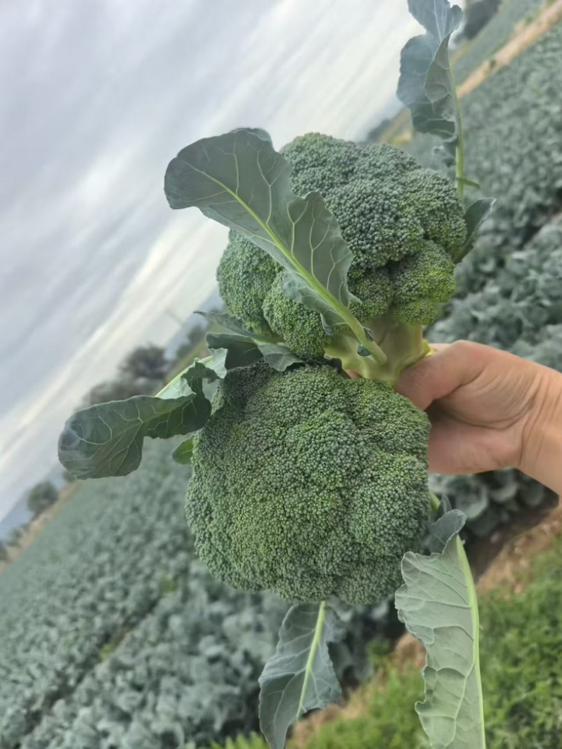 【精品】西兰花山西文水县大量上市耐寒，支持散装，箱装