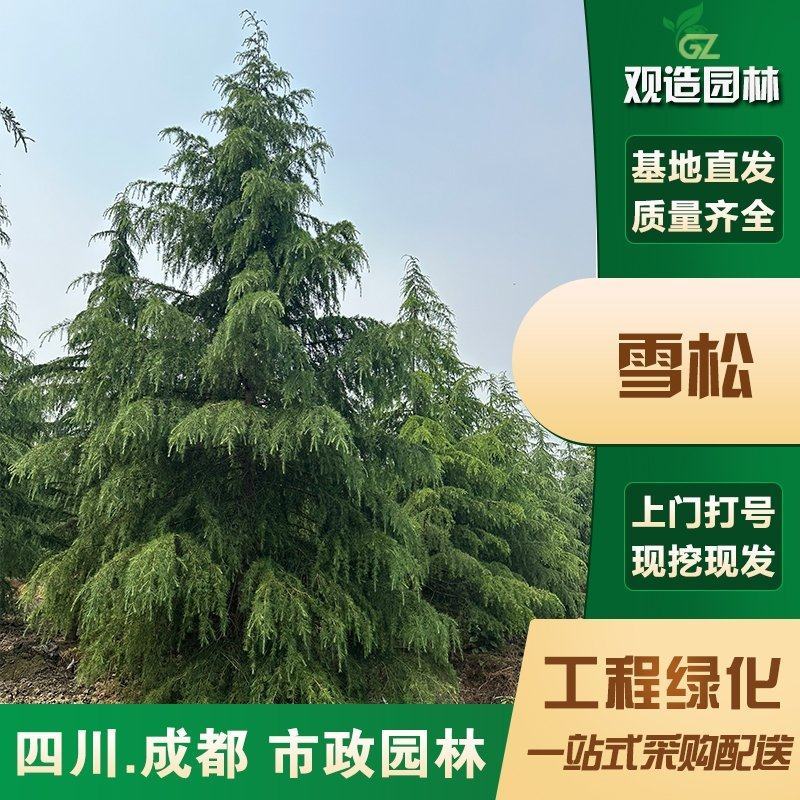 雪松树四川绿化苗木行道别墅庭院白黑皮宝塔迎客松圣诞雪松风