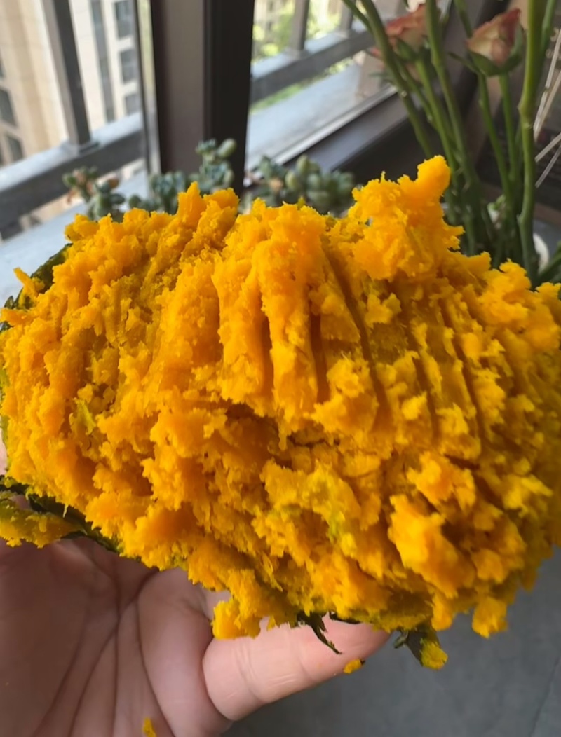 【精品】贝贝南瓜山西吕梁文水县大量上市\全国供应