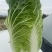 宁夏沙地大白菜
