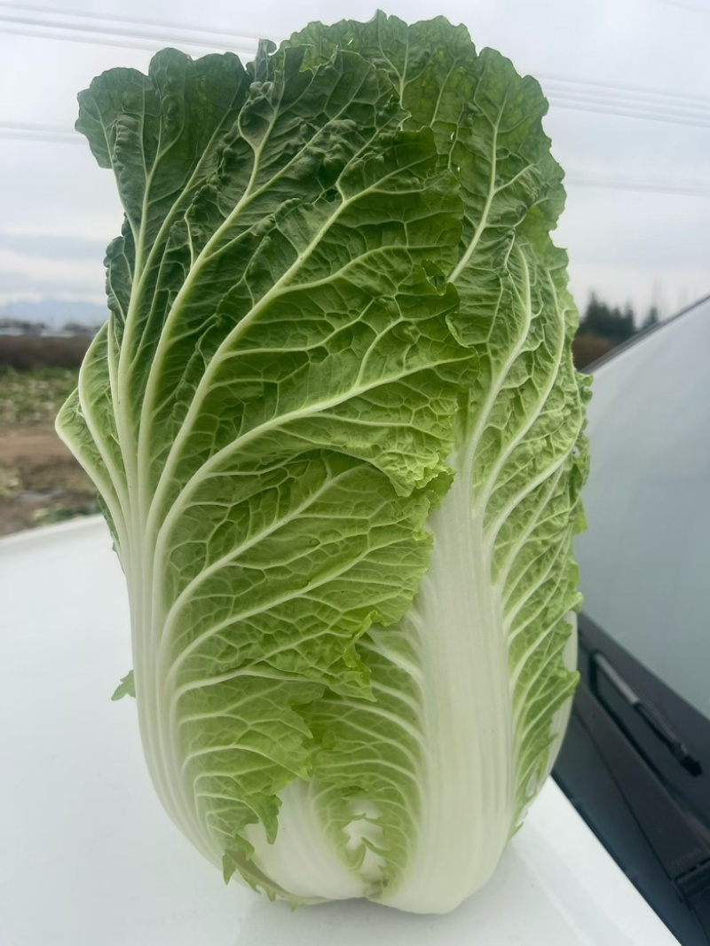 宁夏沙地大白菜