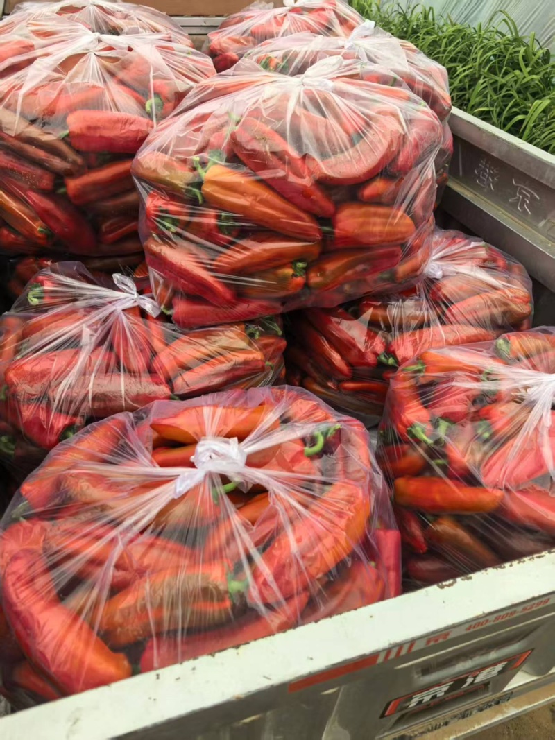 精品红泡椒产地一手货源全国发货量大价优欢迎随时联系