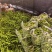 精品大果全螺丝椒盐一手货源全国发货量大价优欢迎随时联系
