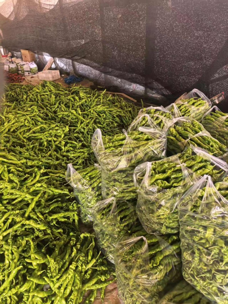 精品大果全螺丝椒盐一手货源全国发货量大价优欢迎随时联系