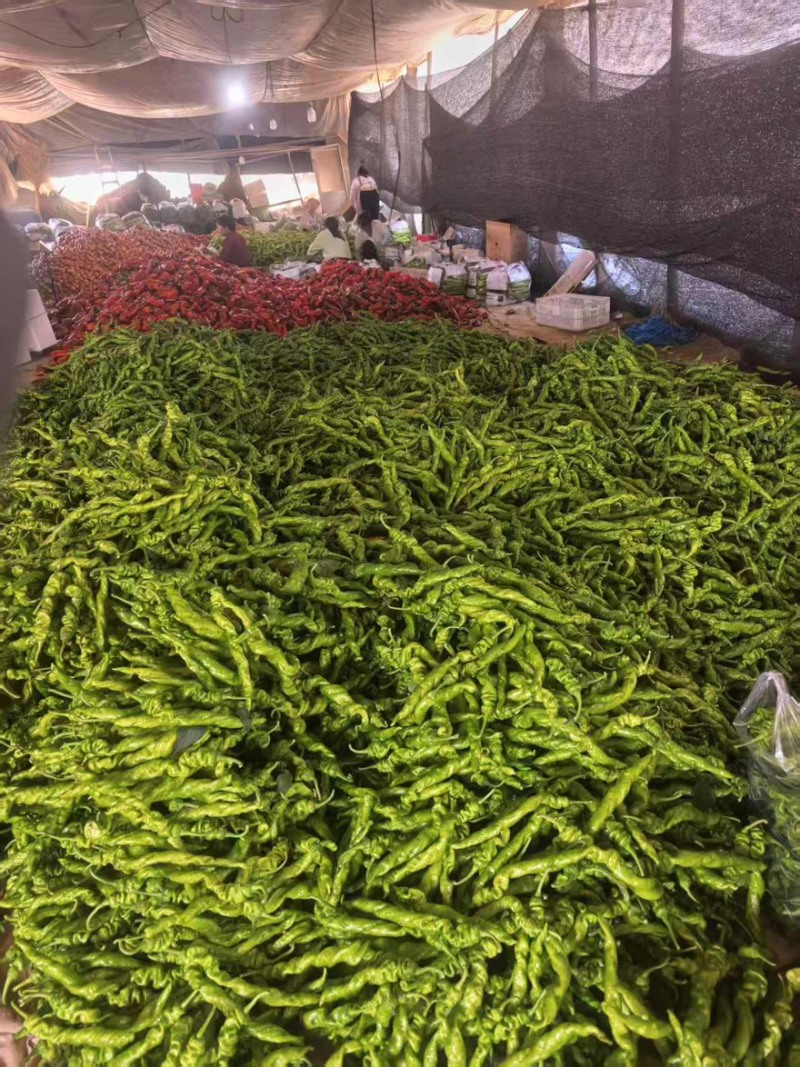 精品大果全螺丝椒盐一手货源全国发货量大价优欢迎随时联系