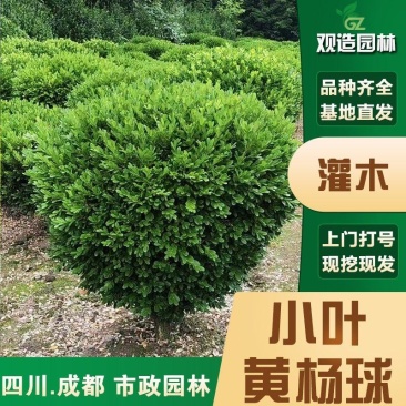 小叶黄杨球树苗四川园林绿化工程庭院别墅耐寒篱笆独杆黄杨冬