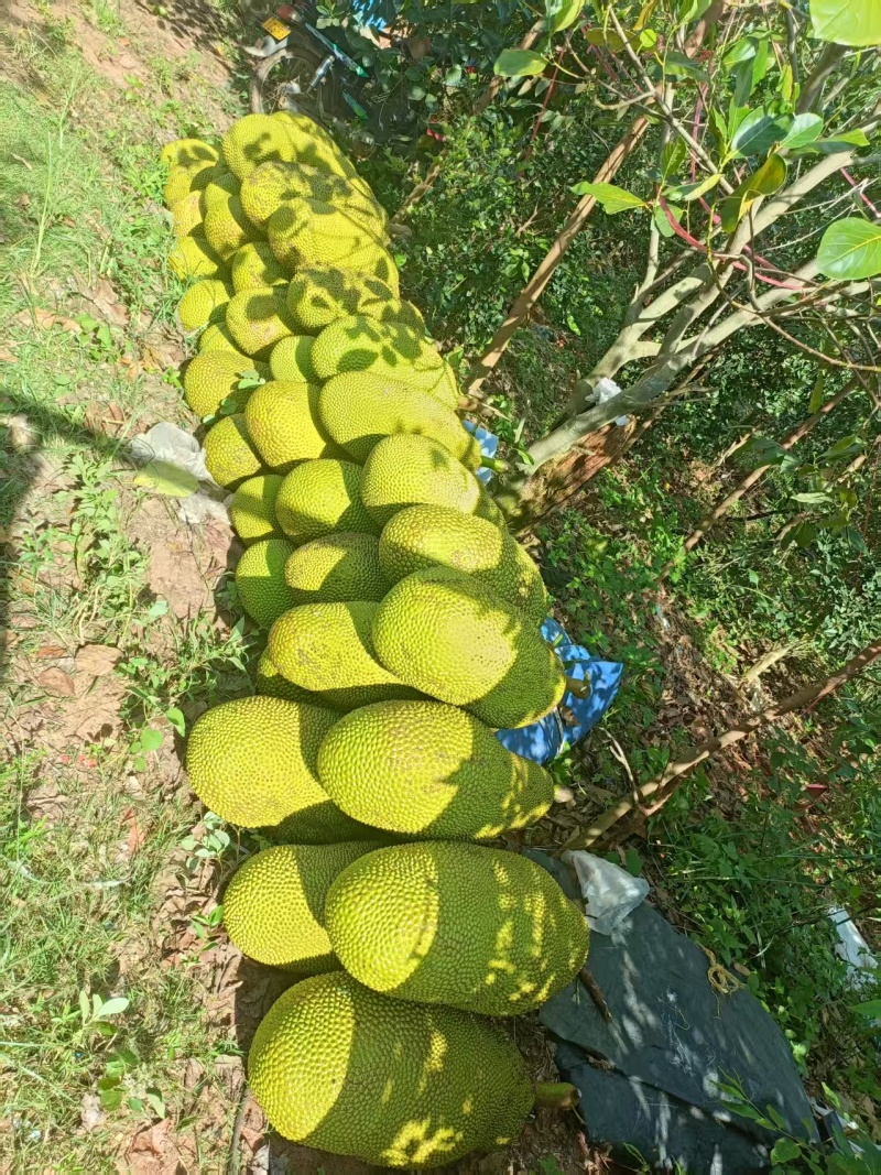 海南菠萝蜜