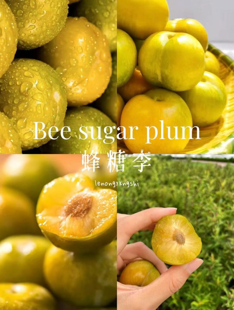 镇宁六马蜂糖李
