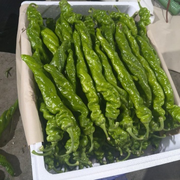 龙椒