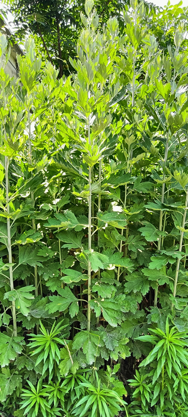 鲜艾草，现割。