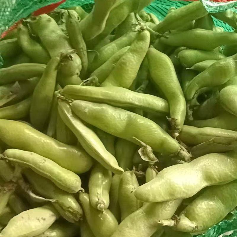 蚕豆精品蚕豆，颗粒饱满