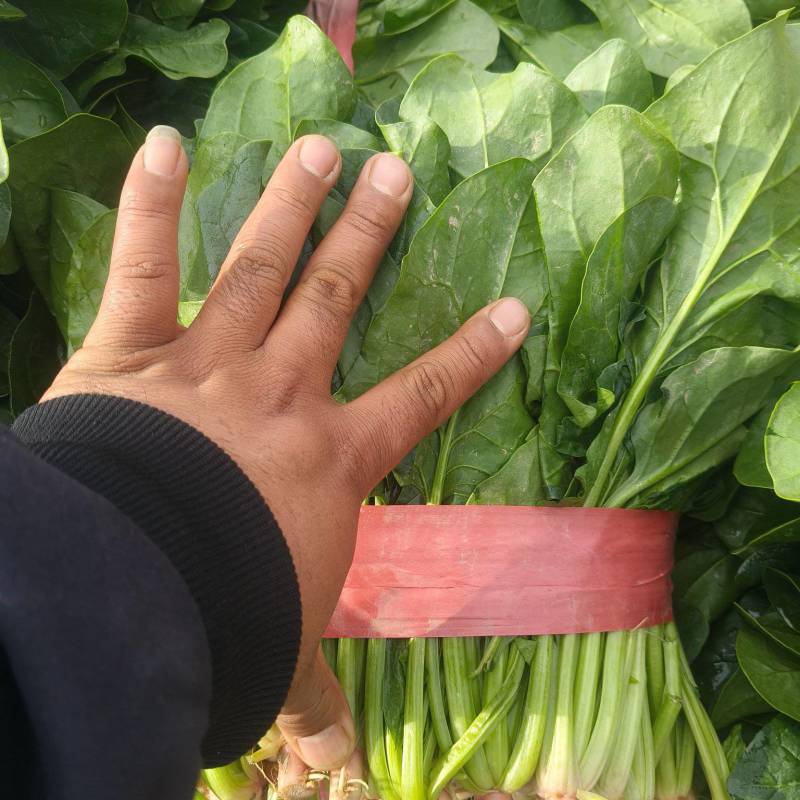 菠菜上市
