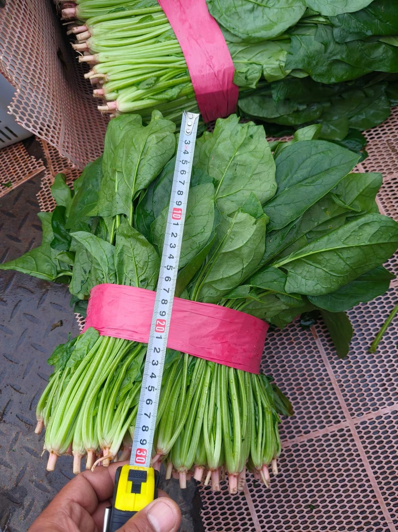 菠菜上市
